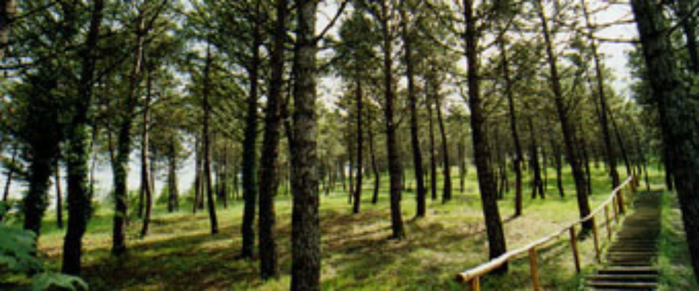 Lajala Pine Forest