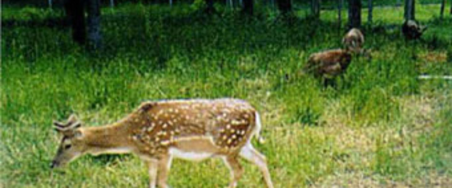 Parco naturale di Montecchio